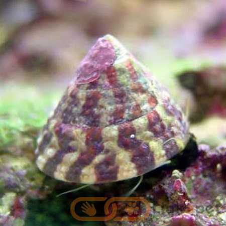 Banded Trochus Snail – Trochus histrio