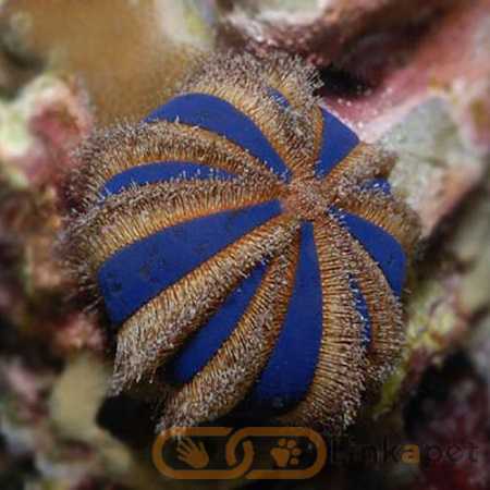 Blue Tuxedo Urchin – Mespilla Globulus