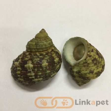 Brown turban snail – Turbo bruneus