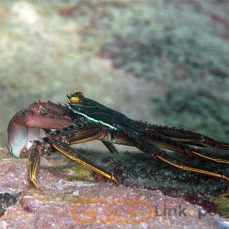 Percnon Planissimum – Sally Foot Crab