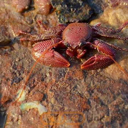 Porcelain Crab – Petrolisthes boscii