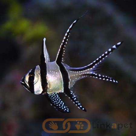 Pterapogon Kauderni – Kaudern’s Cardinalfish