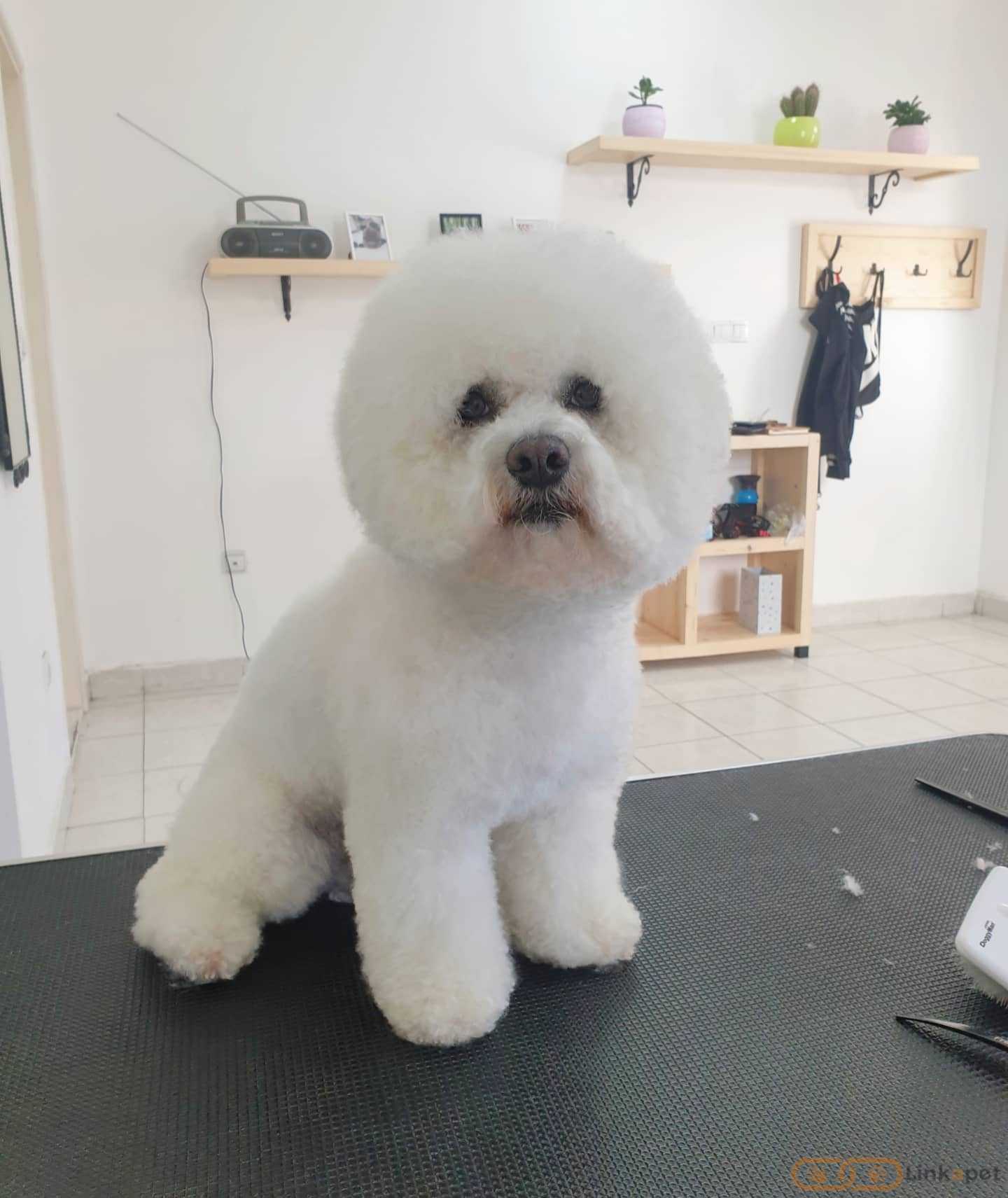 LEO Pet Grooming Salon