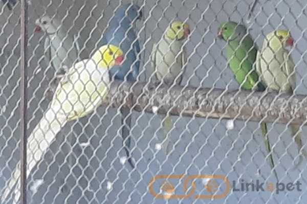 Mali Aleksandri - papagaji