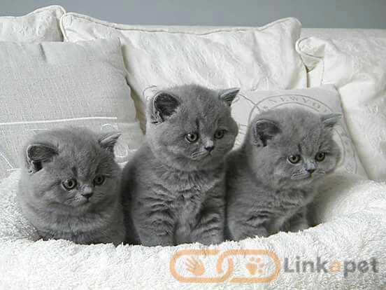 british shorthair kittens Whatsapp me at +31623136056